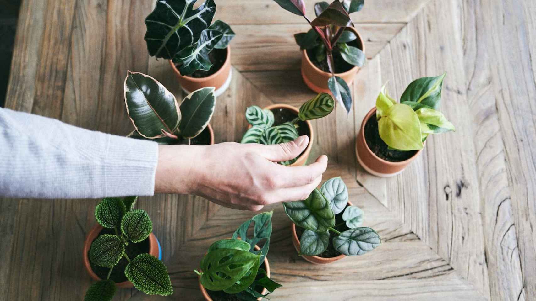 Surtido de plantas en una imagen de archivo / CEDIDA