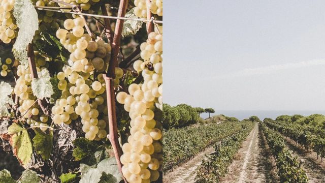 Zona vitivinícola donde se produce el mejor cava de España / ALTA ALELLA