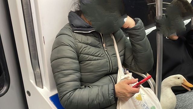 Manolo, una oca viral en redes sociales por su aparición en el metro de Barcelona / TWITTER CASALYOSCAR
