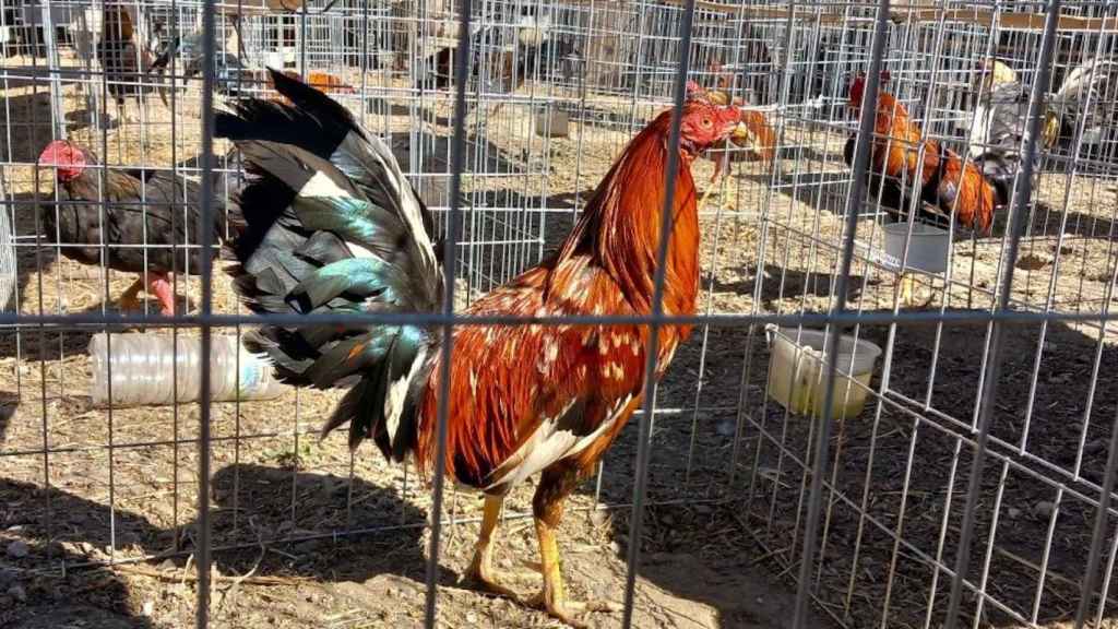 Un gallo enjaulado en una imagen de archivo / MOSSOS D'ESQUADRA