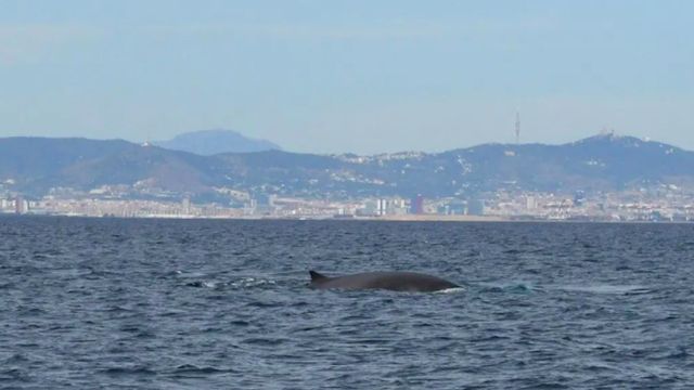 Ballenas en la costa de Barcelona / MAR A LA VISTA
