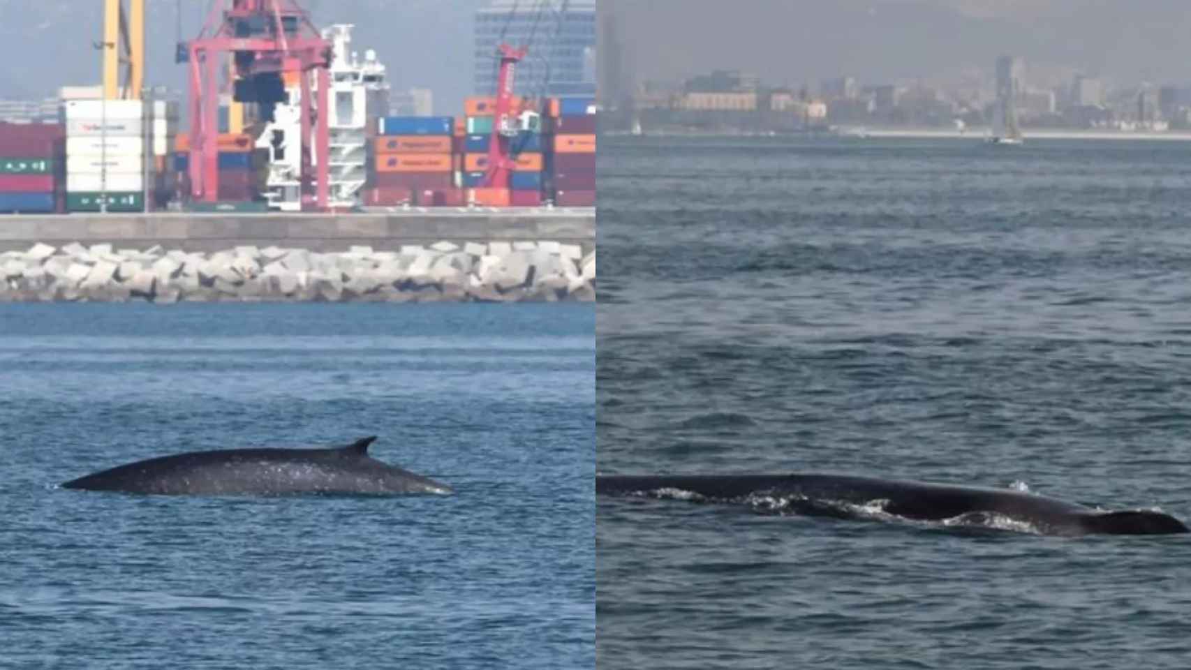 Imágenes de la ballena cerca del Port de Barcelona / MAR A LA VISTA