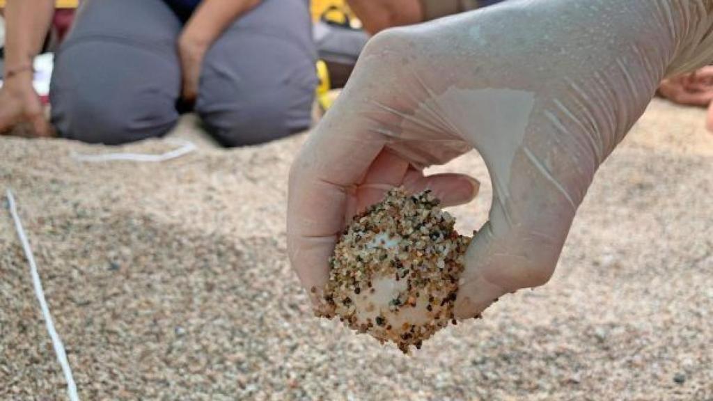 Huevo de tortuga boba