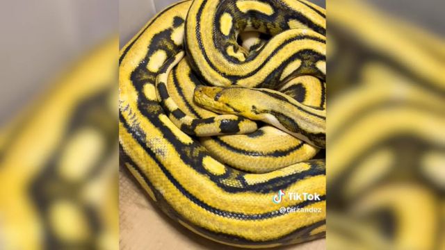 La serpiente encontrada en un árbol de Barcelona / TIKTOK @TARZANDEZ