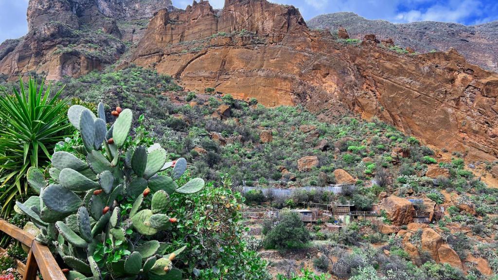 El barranco de Guayadeque con sus típicas chumberas en primer plano