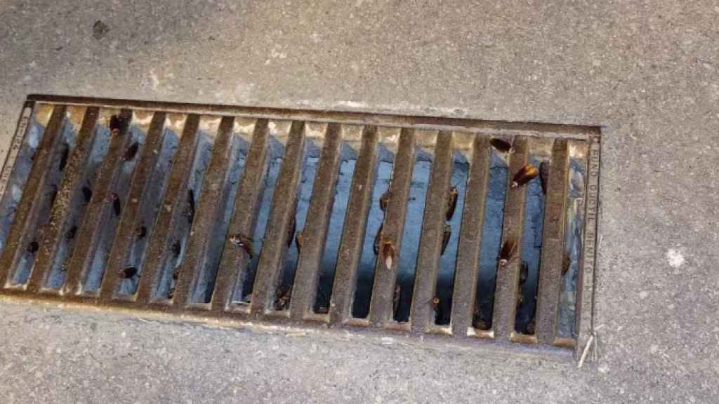 Una claveguera de Barcelona, plena de cuques