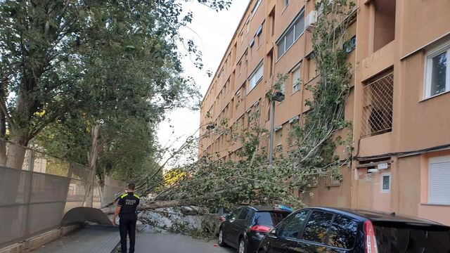 Cae un árbol en un cole en Sant Adrià de Besòs / REDES SOCIALES