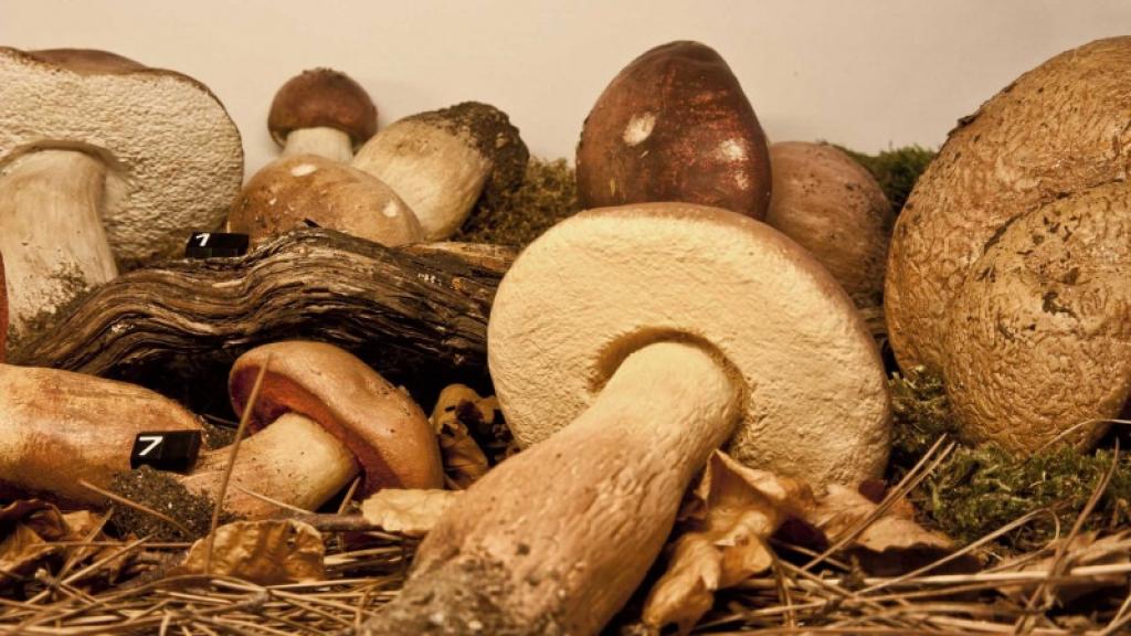 Reproducciones de setas