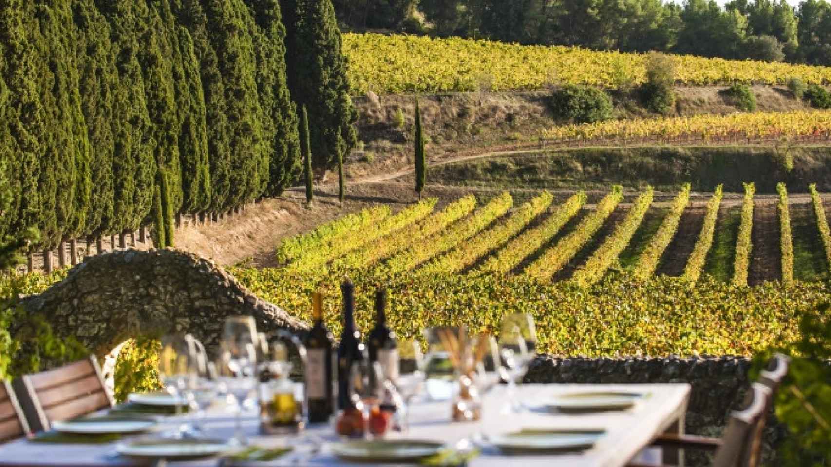 Unos viñedos en una imagen de archivo