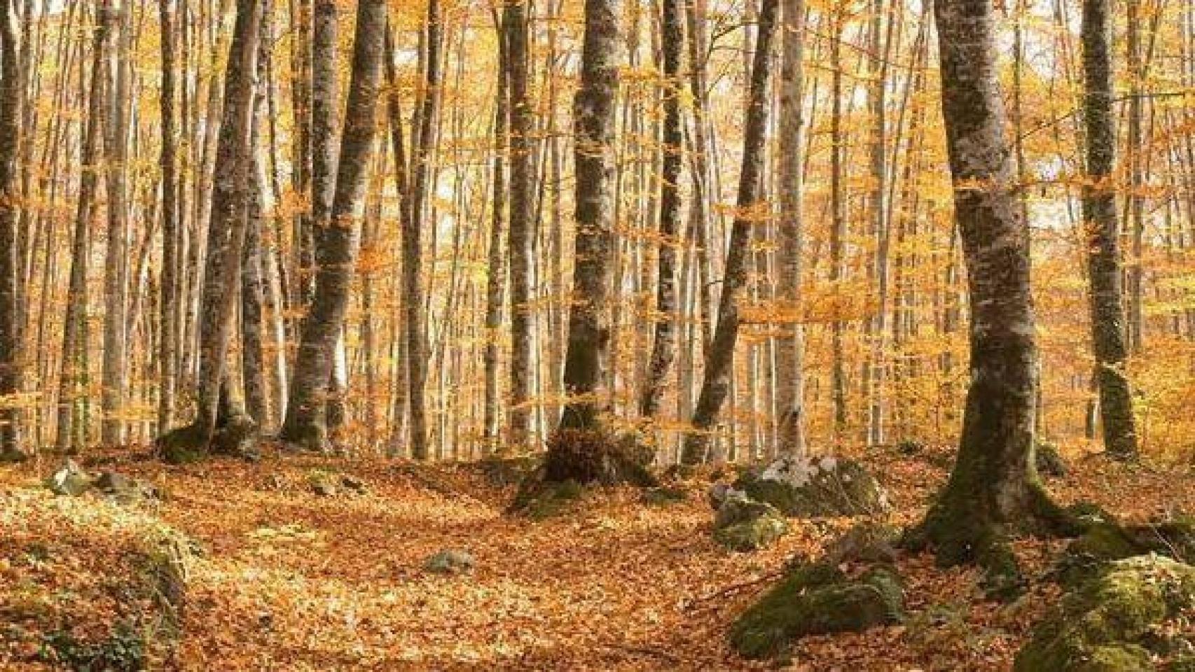 Paisaje otoñal de La fageda d'en Jordà
