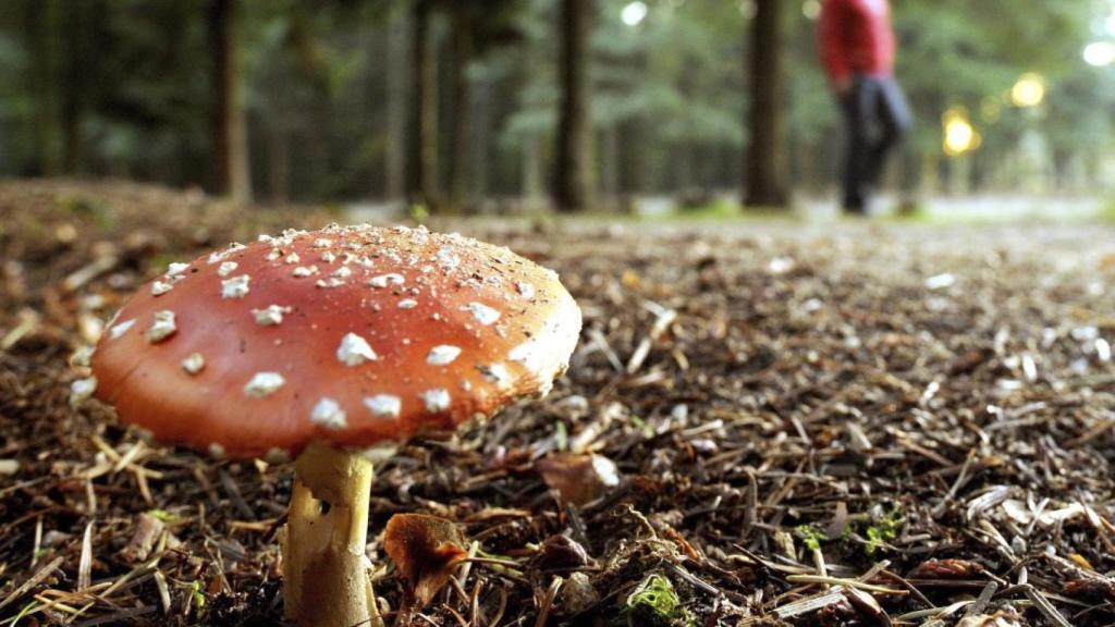 Una seta venenosa