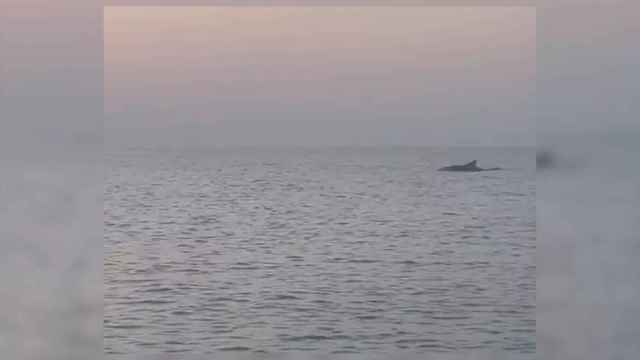 Un delfín nada en la playa de Badalona / ESPAI MAR