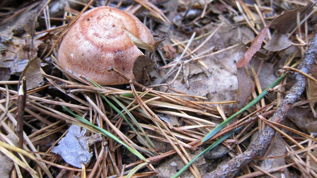 Una seta en el bosque