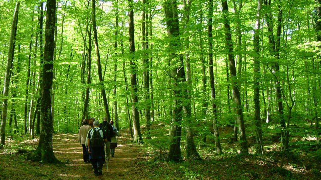 La fageda d'en Jordà