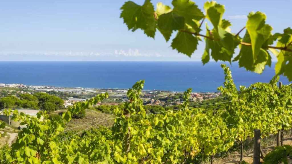 Vistas del mar desde Alella / SHUTTERSTOCK