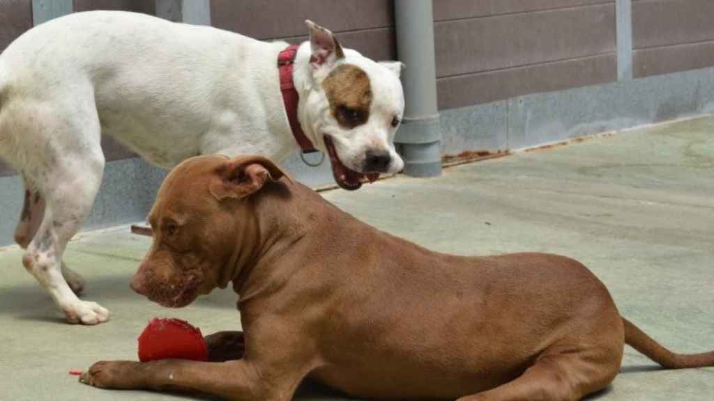 Dos perros del CAACB juegan en el patio del centro