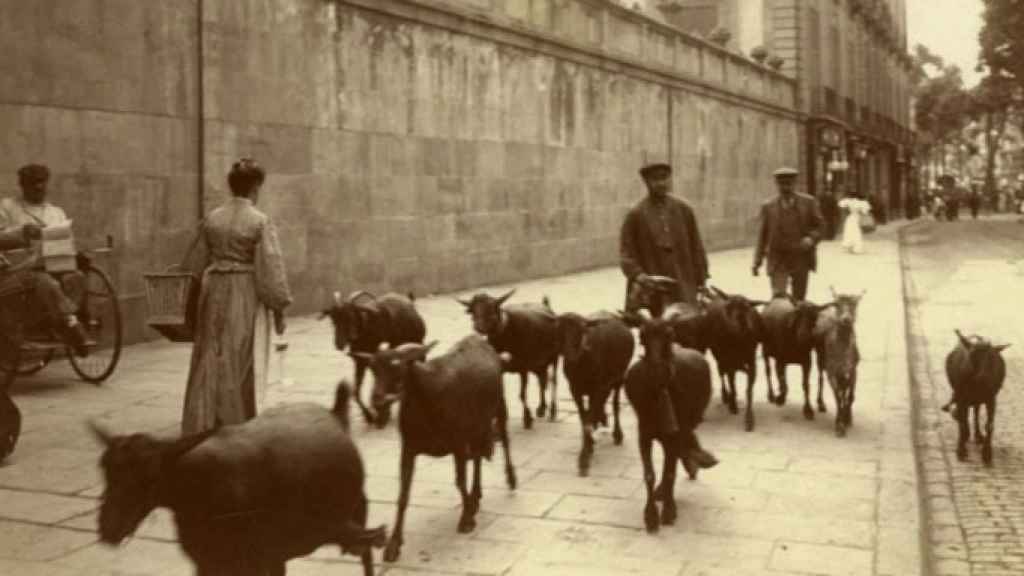 Un rebaño de cabras pasea por la Rambla / FREDERIC BALLELL - ARXIU FOTOGRÀFIC DE BARCELONA