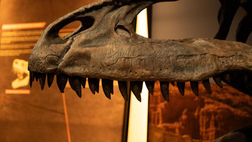 Boca del 'Giganotosaurus'