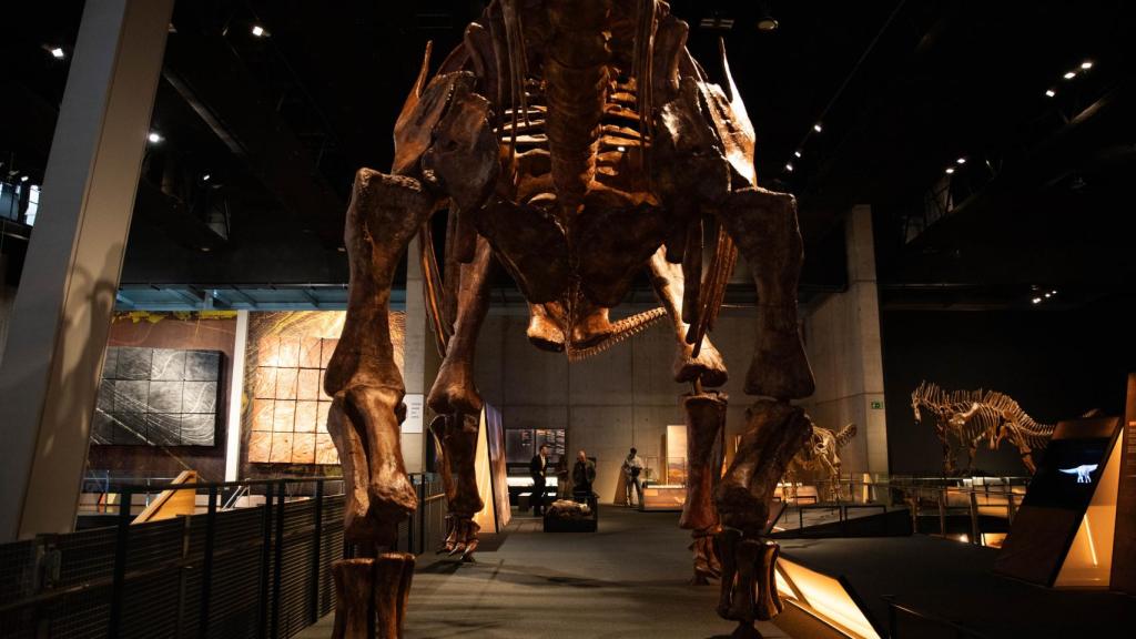 ‘Patagotitan Mayorum’ visto desde abajo