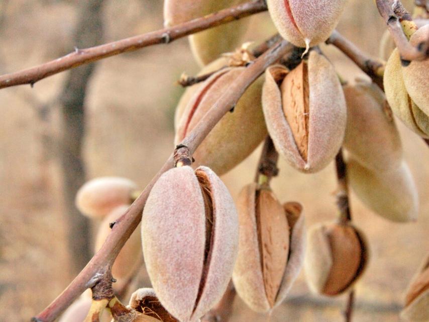 Árbol del almendro