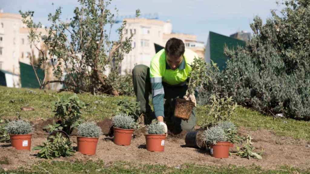 Operari de Parcs i Jardins