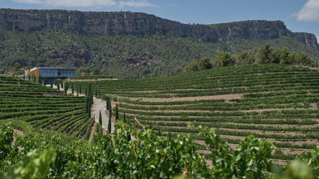 Campo de vid del Priorat