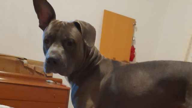 Hermes, el perro perdido de Badalona que huyó tras ser atropellado