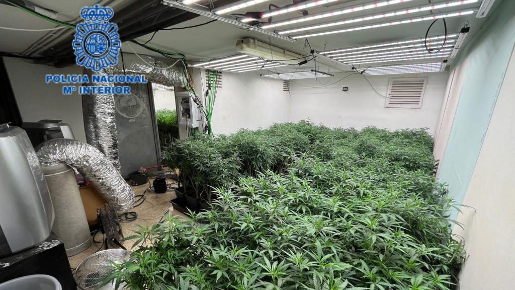 Interior de una de las plantaciones de marihuana desmanteladas por la Policía Nacional