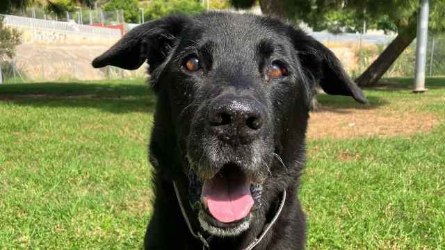 Kenzo, el perro brutalmente atacado en Badalona que falleció en julio