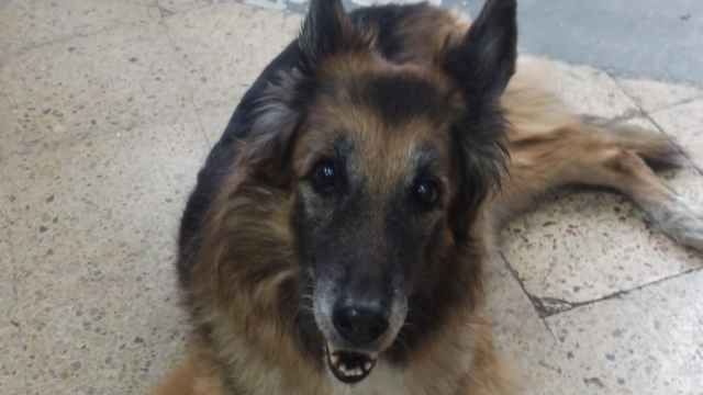 Canela, la perra anciana con displasia que necesitaba una silla de ruedas para andar