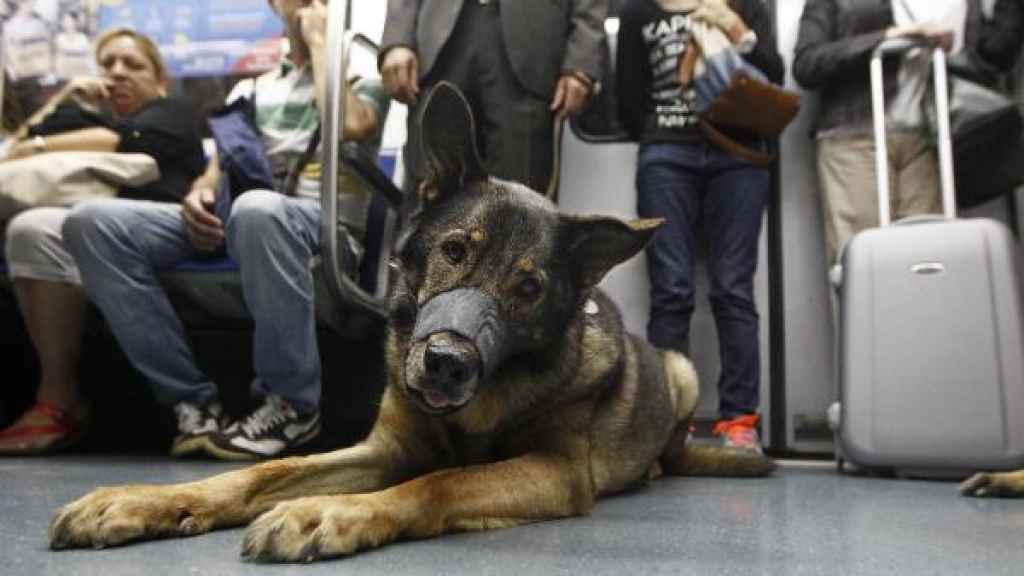 Un perro en el metro de Barcelona con bozal y atado con una correa