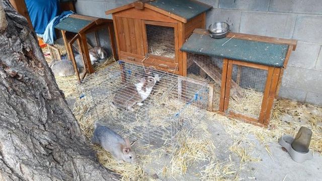 Animales en las instalaciones de la escuela en Barcelona