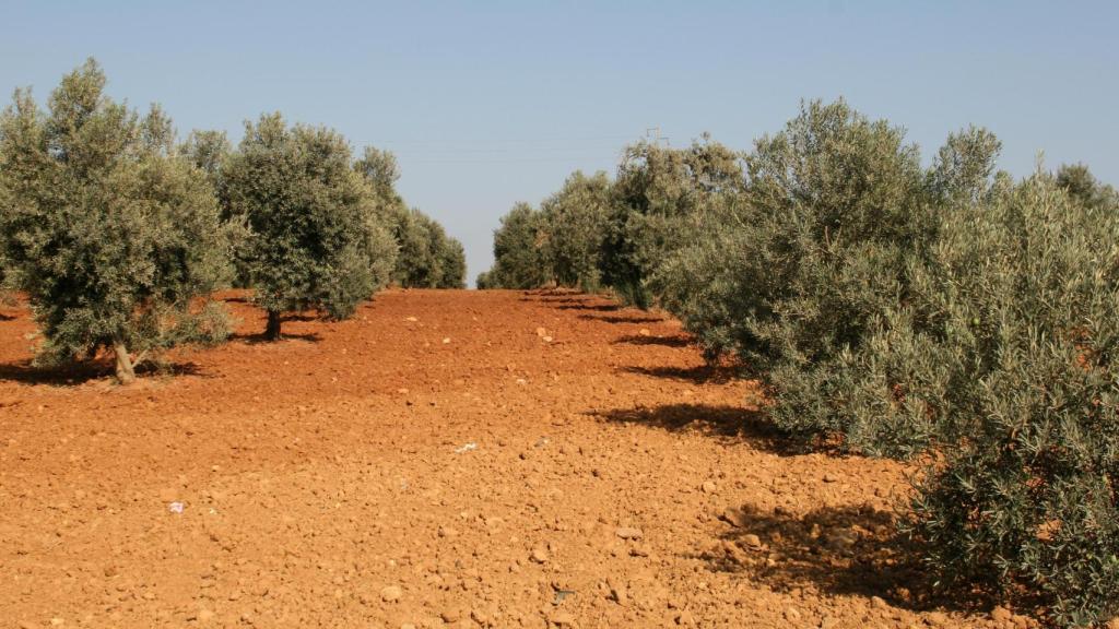 Un olivar, en una imagen de archivo