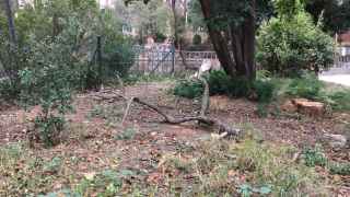 Rama caída en los jardines