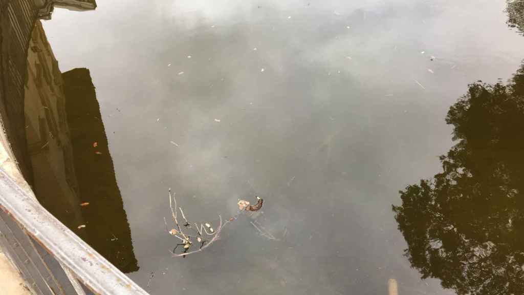 Brutícia al llac de Torre Girona