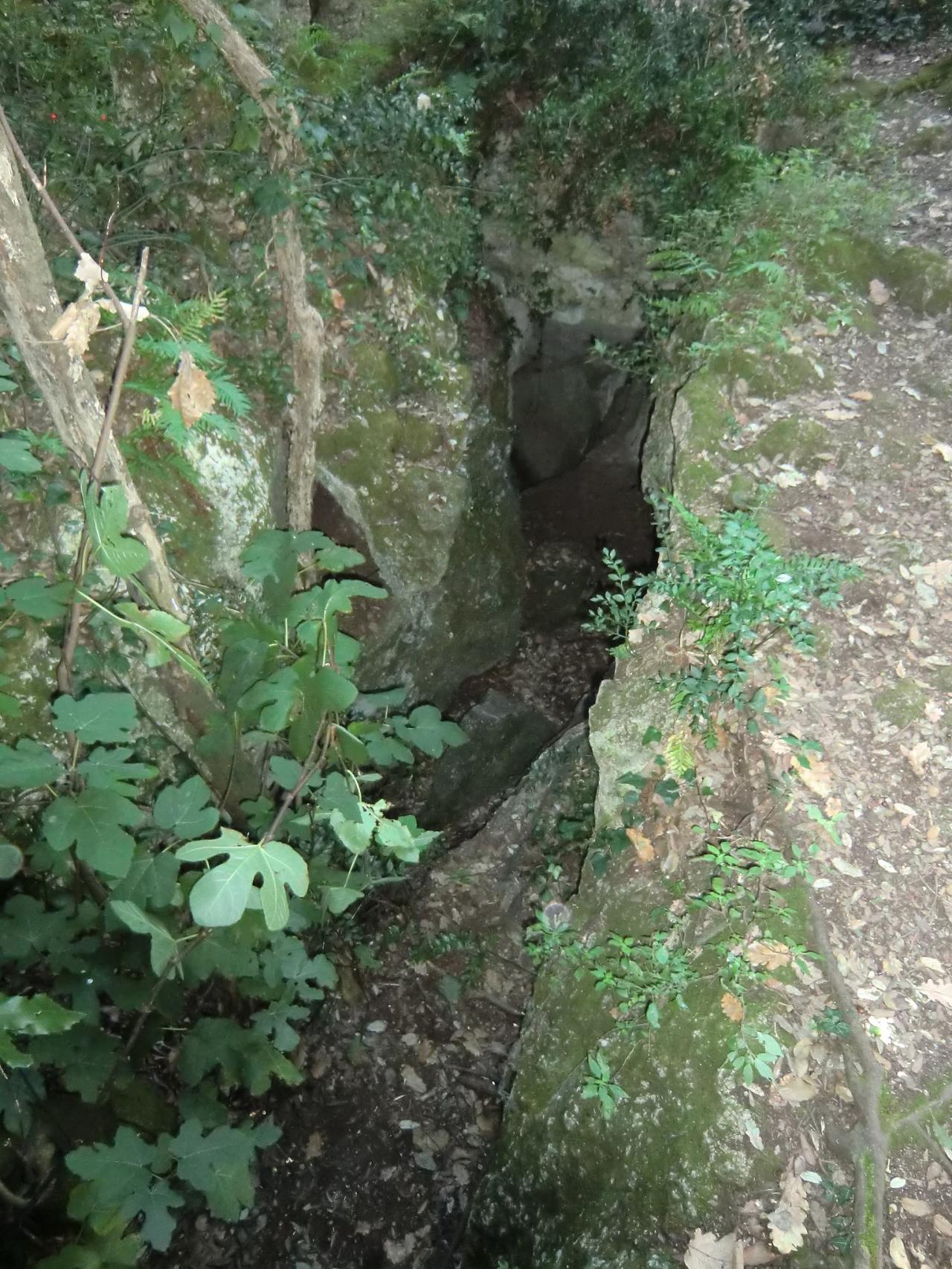 Bosque de Les Estunes