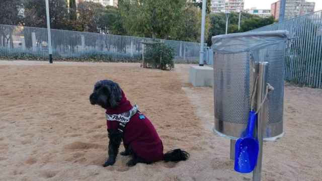 Un perro en el pipicán de Sant Martí