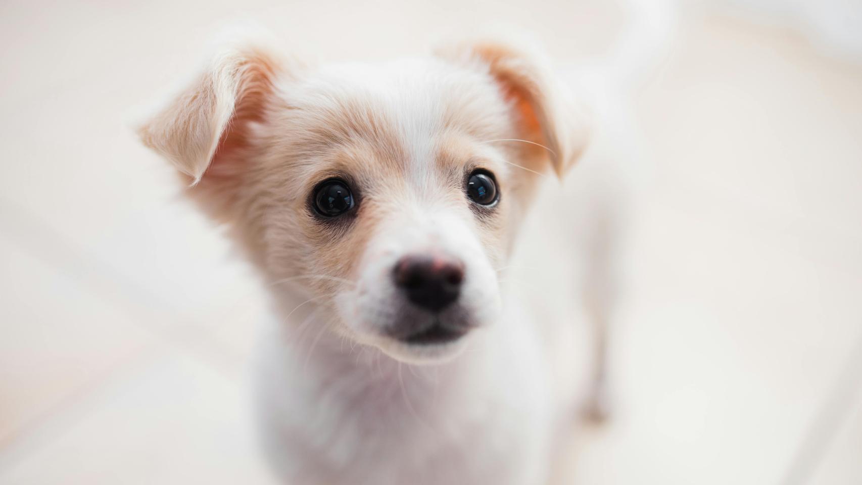 Un cachorro de perro