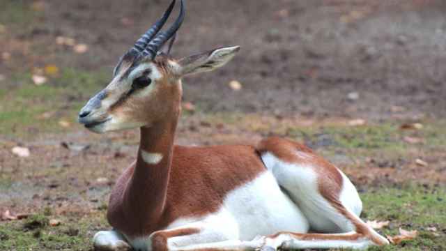 Especie de gacelas en peligro de extinción