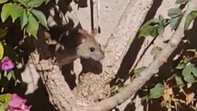 Una de las ratas en los Jardines de Pedralbes