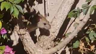 Una de las ratas en los Jardines de Pedralbes