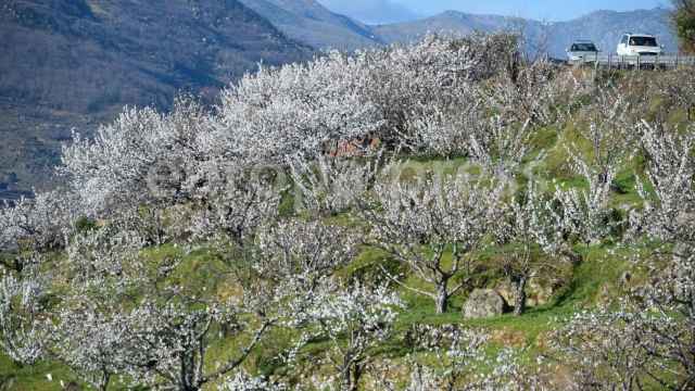 Cerezos en flor en el Valle del Jerte