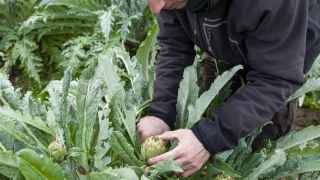 Agricultor de Sant Boi cultivando alcachofas en el Parc Agrari del Baix Llobregat