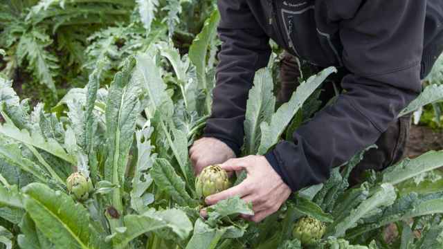 Agricultor de Sant Boi cultivando alcachofas en el Parc Agrari del Baix Llobregat