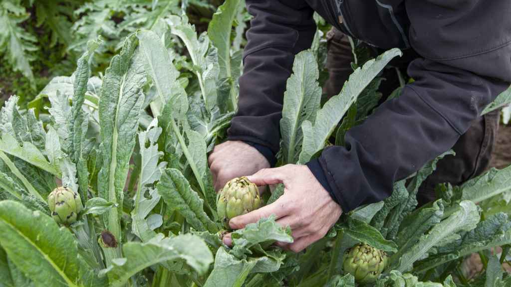 Agricultor de Sant Boi cultivando alcachofas en el Parc Agrari del Baix Llobregat