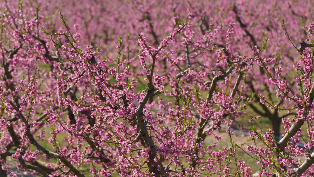 Árboles florales en Aitona