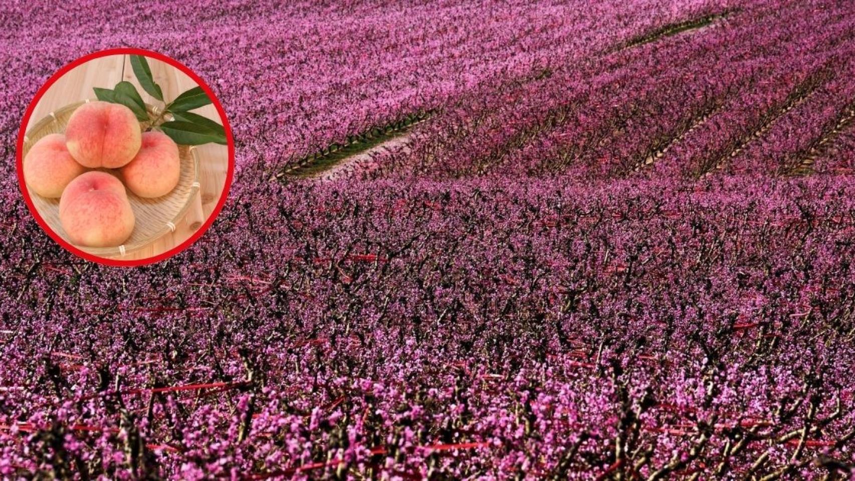 Fotomontaje de los campos de Aitona con melocotoneros en flor