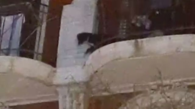 Un perro en peligro en Barcelona