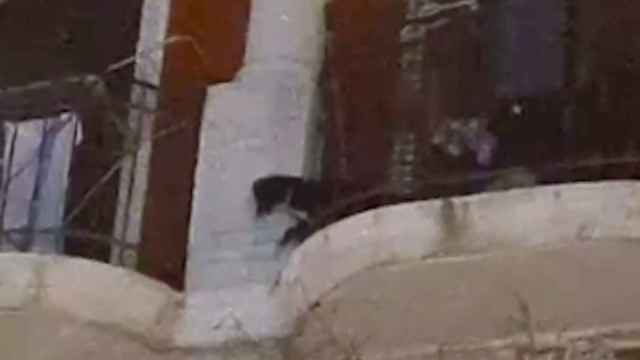 Un perro en peligro en Barcelona