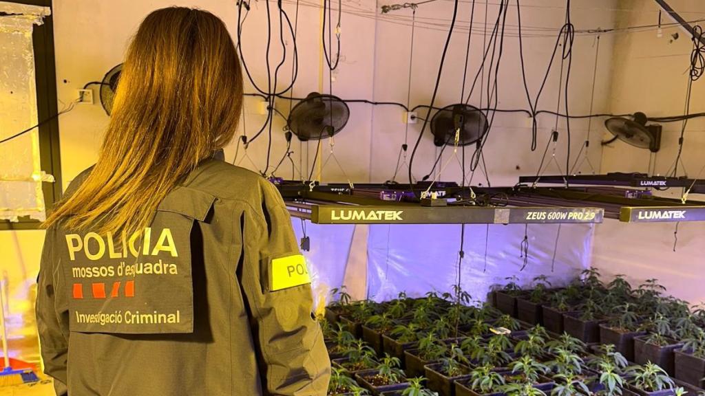 Una agente de los Mossos d'Esquadra en la plantación de marihuana